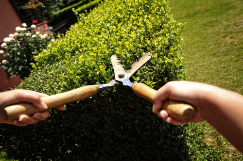 Professional landscaper designing an outdoor space