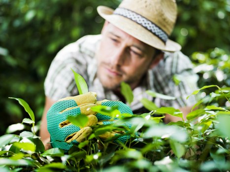 Environmentally friendly tree maintenance