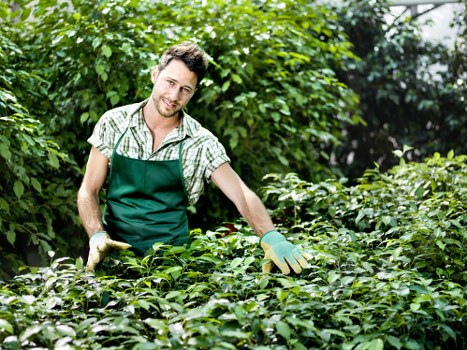 Pruning shrubs in a Stoke Newington garden