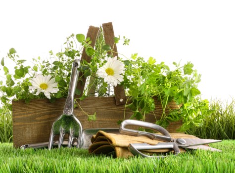 Tools and equipment used for hedge trimming